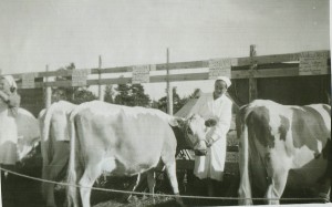 Puolakan Ilma maatalousnäyttelyssä 1951